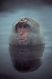 Snow Monkey