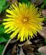 Dandelion Love