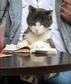 cat-reading-book.jpg