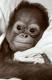 Baby Monkeys
