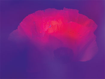 3071-Mohn-I-Posters.jpg