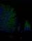 nightlights