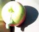 An Apple In Autumn