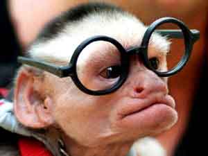 intelligent-monkey.jpg